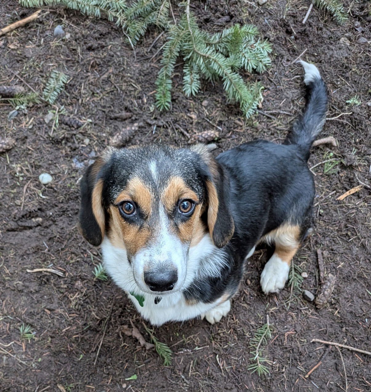 DUDE - HOLD - Basset Hound / Corgi available for adoption