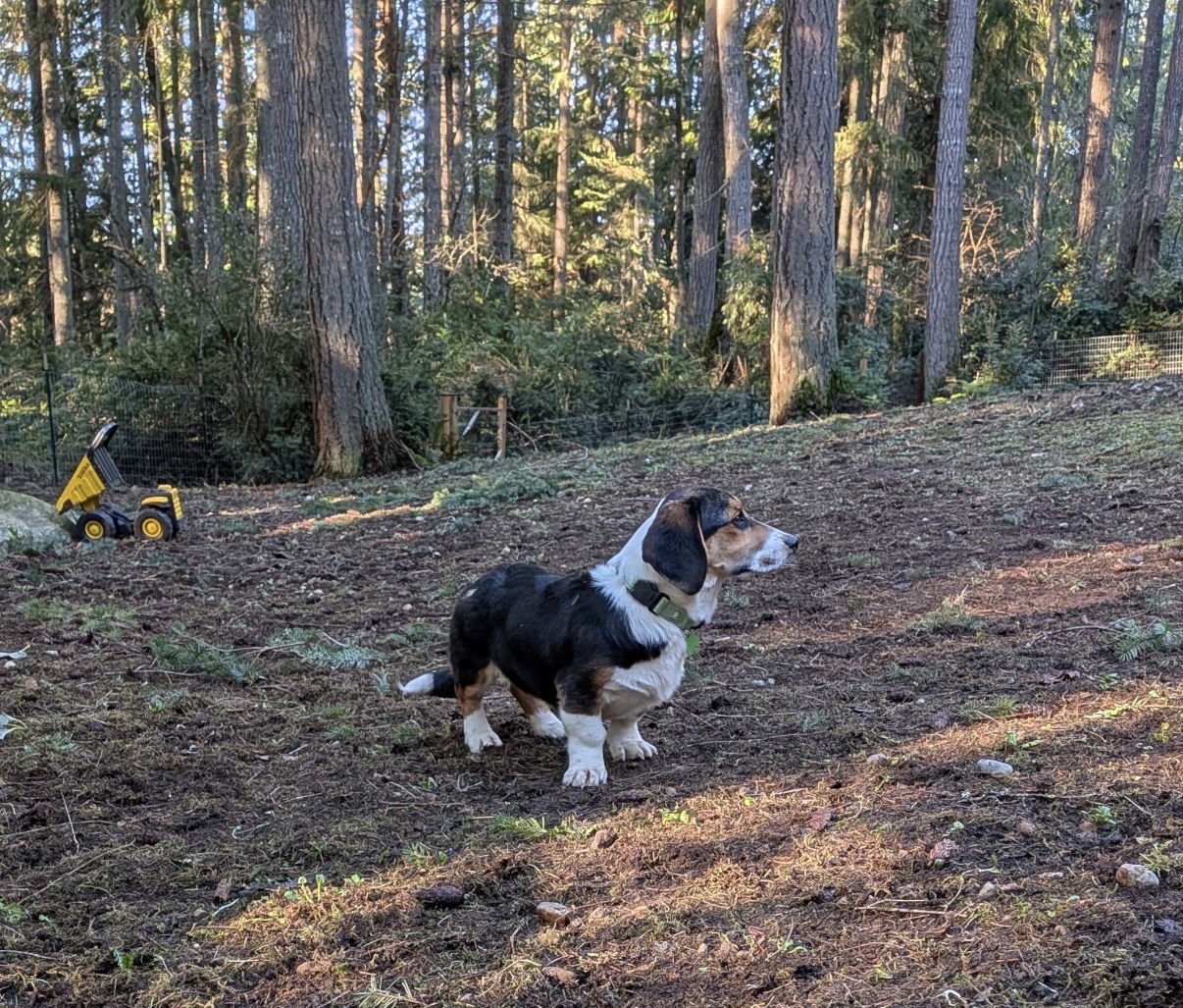 DUDE - HOLD - Basset Hound / Corgi available for adoption
