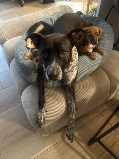 MARLEY - German Shorthaired Pointer / Labrador Retriever available for adoption