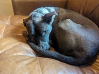 Marley - Photo 5