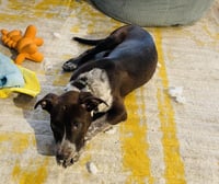 Marley - Photo 9