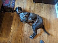 Marley - Photo 3