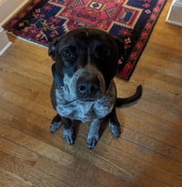 Marley - Photo 2