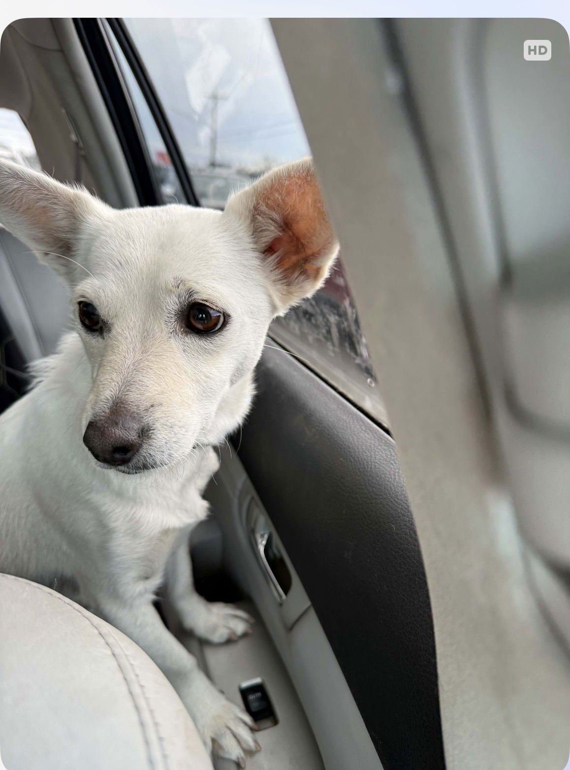 PEARL - Chihuahua / Dachshund available for adoption