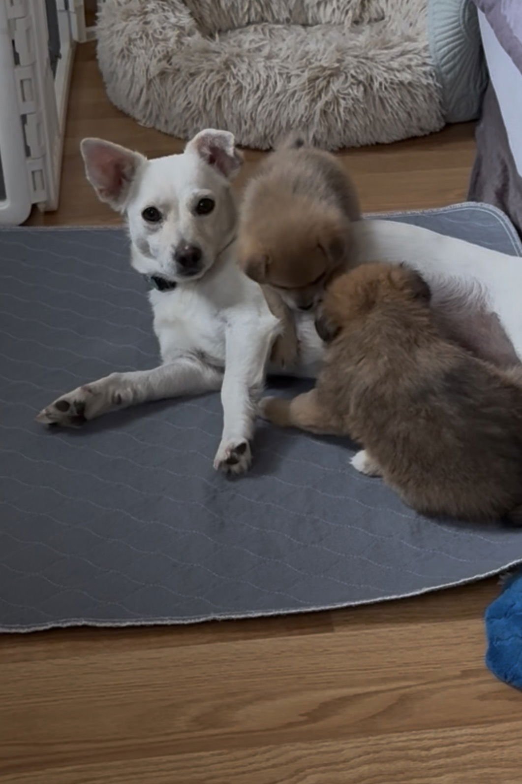 PEARL - Chihuahua / Dachshund available for adoption