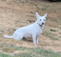 Pearl - Photo 5