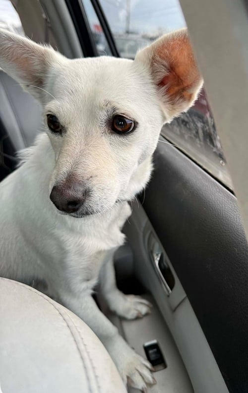 PEARL - Chihuahua / Dachshund available for adoption
