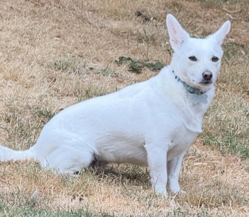 PEARL - Chihuahua / Dachshund available for adoption