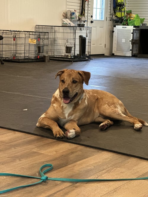 COWBOY - Catahoula Leopard Dog available for adoption