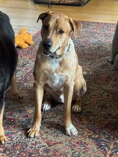 COWBOY - Catahoula Leopard Dog available for adoption