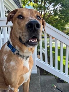COWBOY - Catahoula Leopard Dog for adoption in Seattle