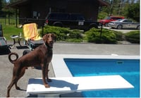 Apollo - Photo 2