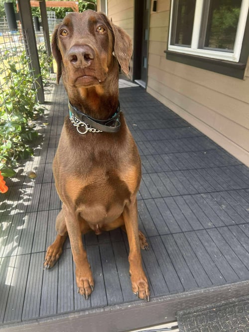 APOLLO - Doberman Pinscher available for adoption