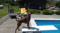 Apollo - Photo 3