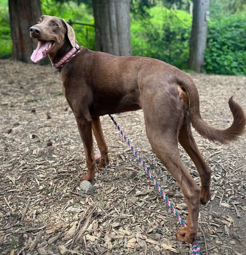 APOLLO - Doberman Pinscher for adoption in Seattle