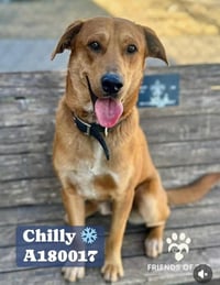 Chilly - Photo 1