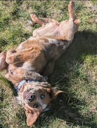 Rusty - Photo 4