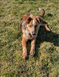 Rusty - Photo 8