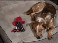 Rusty - Photo 10