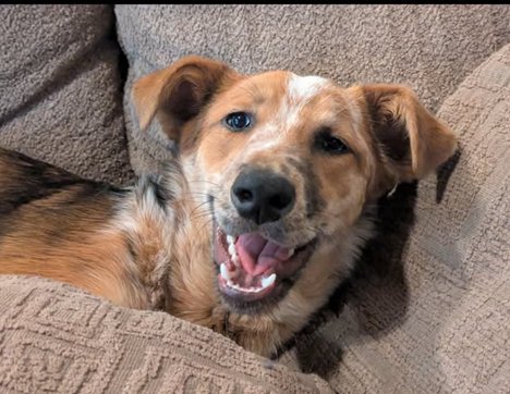 RUSTY - Australian Cattle Dog/Blue Heeler / Australian Shepherd for adoption in Seattle