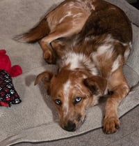 Rusty - Photo 2