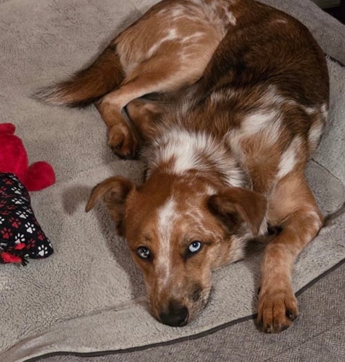 RUSTY - Australian Cattle Dog/Blue Heeler / Australian Shepherd available for adoption