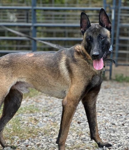 FELON - Belgian Shepherd Malinois for adoption in Seattle