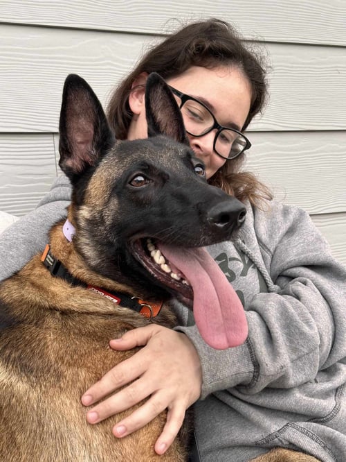 FELON - Belgian Shepherd Malinois available for adoption