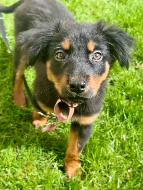 REMI - ADOPTION PENDING