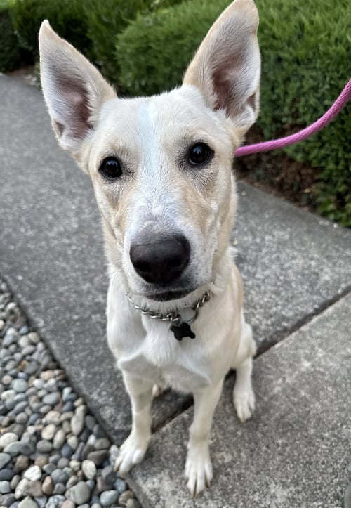 ELSA - German Shepherd Dog available for adoption