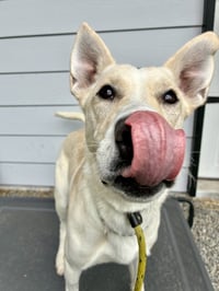 Elsa - Photo 3