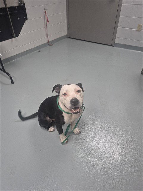 DUKE - Pit Bull Terrier available for adoption