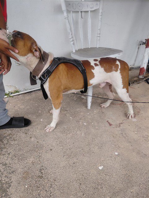 PISTACHIO - Pit Bull Terrier available for adoption
