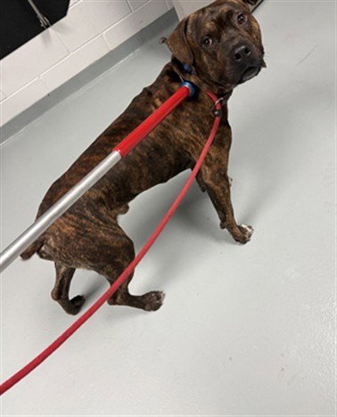 THOR - Pit Bull Terrier available for adoption