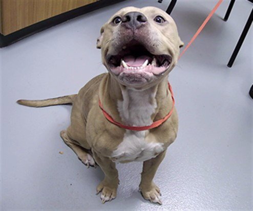 ZAZU - Pit Bull Terrier available for adoption