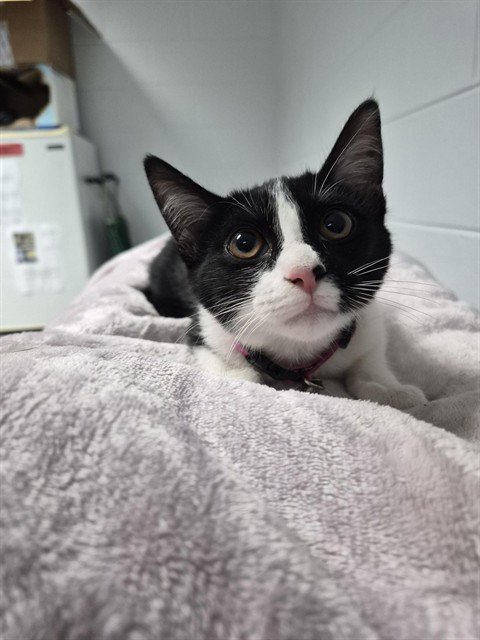 BAYLEE - Domestic Short Hair available for adoption