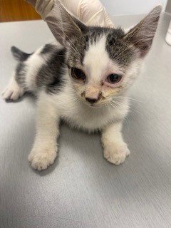 MINI - Domestic Short Hair available for adoption