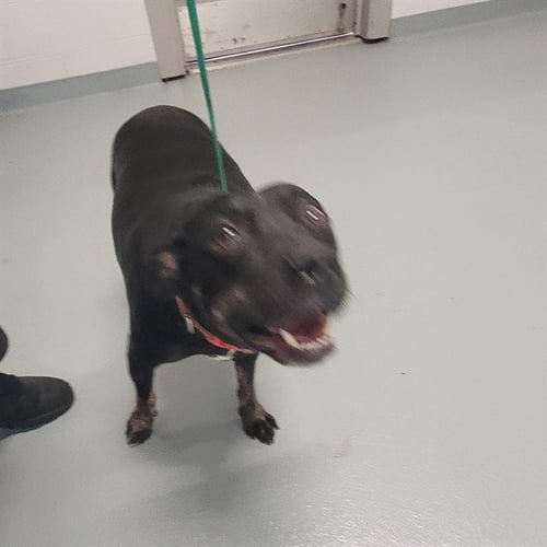 GOOSEY - Labrador Retriever available for adoption