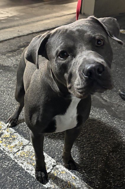 KEN - Pit Bull Terrier available for adoption