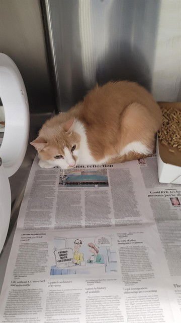 PERCY - Domestic Short Hair available for adoption