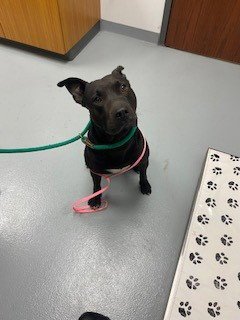 MIDNIGHT Image