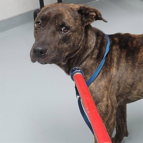 VEDDER - Pit Bull Terrier available for adoption