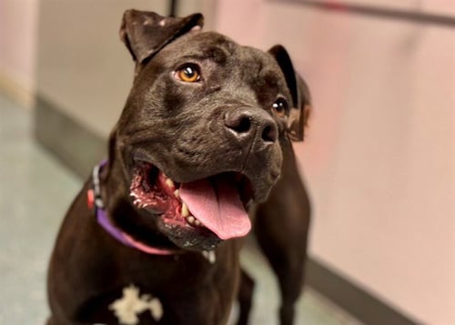 LEROY BROWN - Pit Bull Terrier available for adoption