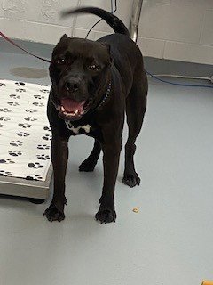 SIR - Pit Bull Terrier available for adoption