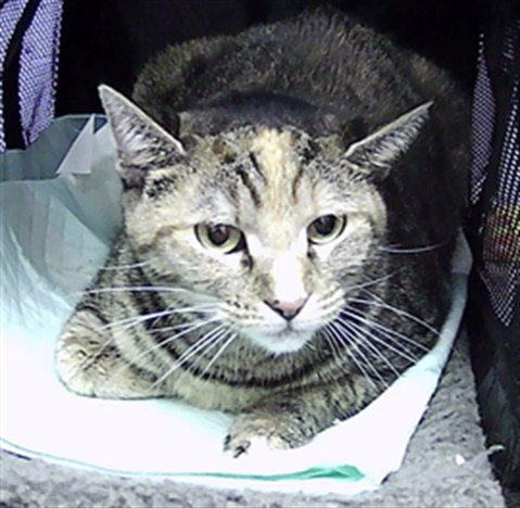 TALIYAH - Domestic Short Hair available for adoption