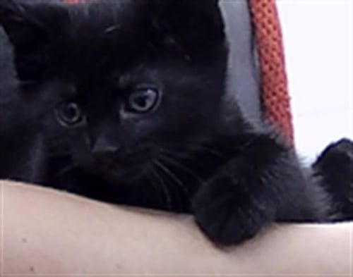 BUBBLES - Domestic Short Hair available for adoption