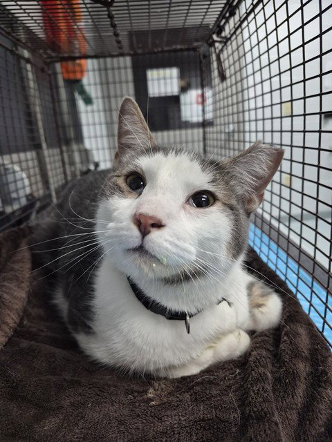 CONCHO - Domestic Short Hair available for adoption