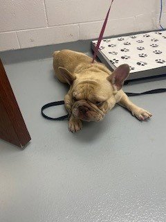 RUBBLE - French Bulldog available for adoption