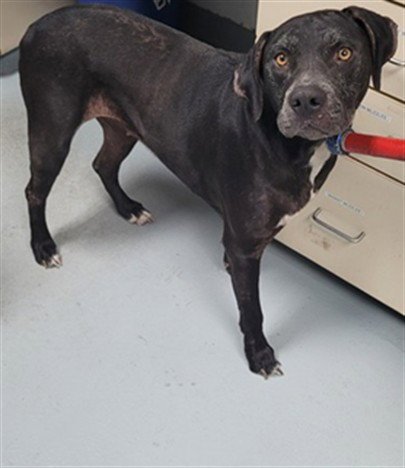 ZENNA - Pit Bull Terrier / Rottweiler available for adoption