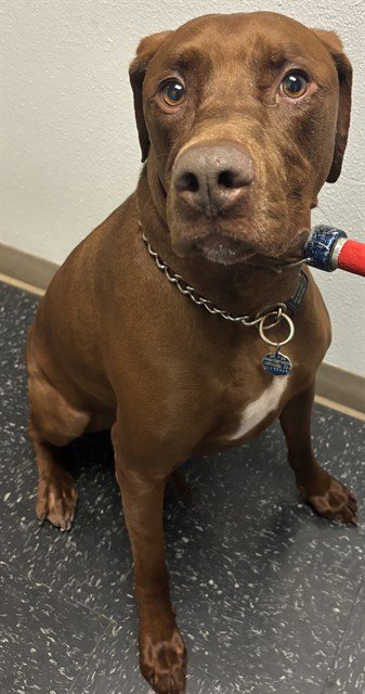 MOOSE - Labrador Retriever available for adoption